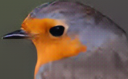 gan
